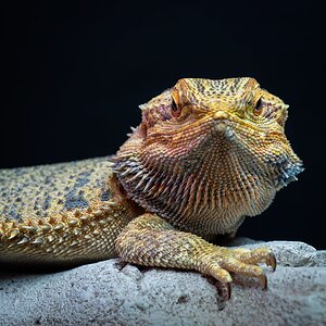 _7RV2464_Sony_Tradeshow_Bearded_Dragon_3.jpg