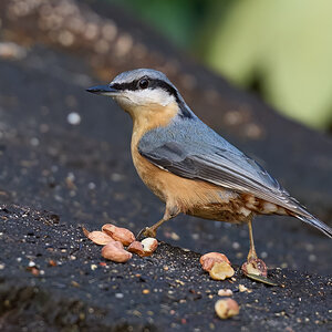 nuthatch 2024.jpg