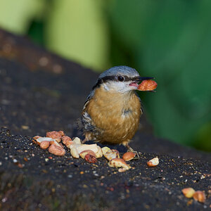 nuthatch 2024 3.jpg