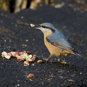 nuthatch 2024 4.jpg