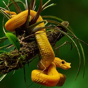 Eyelash Palm Pit Viper - Costa Rica - 03032024 - 02- DN.jpg