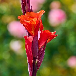 Flower -South Coast Botanical Gardens - 05162024 - 21- DN.jpg