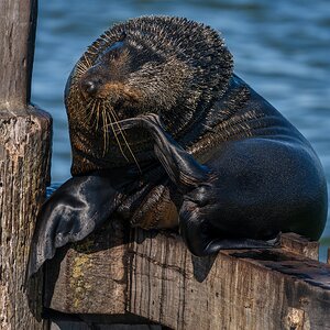 _7RV0220_NZ_Fur_Seal_1.jpg