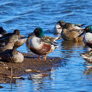 Northern Shoveler - Forsythe NWR - 12302024 - 07.jpg