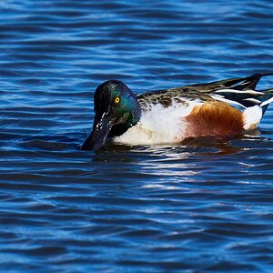 Northern Shoveler - Forsythe NWR - 12302024 - 04.jpg