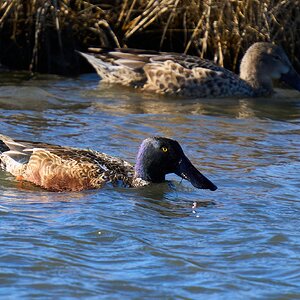 Northern Shoveler - Forsythe NWR - 12302024 - 15.jpg