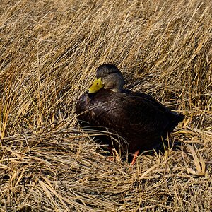 American Black Duck - Forsythe NWR - 12302024 - 04.jpg