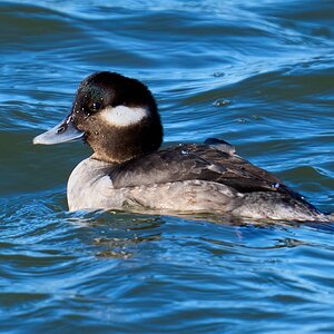 Bufflehead - Forsythe NWR - 12302024 - 01.jpg