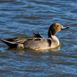 Northern Pintail - Forsythe NWR - 12302024 - 06.jpg