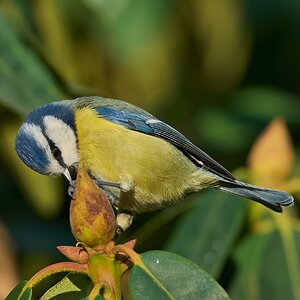 bluetit 2024 20.jpg