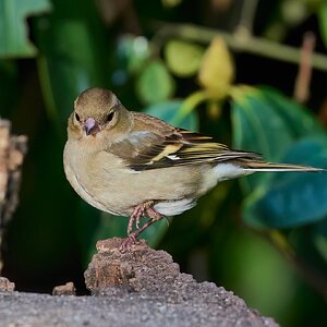 chiffchaff 2024 6.jpg