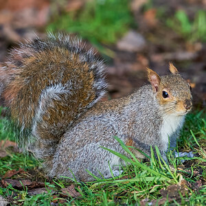 squirrel 2024 18.jpg