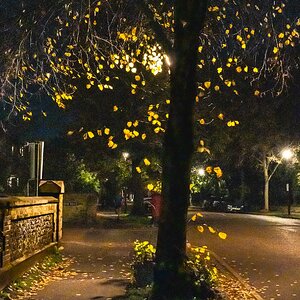 blackheath_trees_atnight-2.jpg