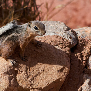 White-Tailed Antelope Ground Squirrel - VofF -10192019 - 02.jpg