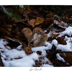 Stoat (Hermelin) with signature frame - 02.01.2025.jpg