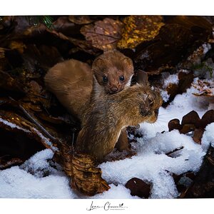 Stoat (Hermelin) 2 with signature frame - 02.01.2025.jpg