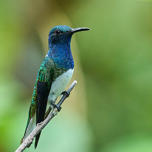 White-Necked Jacobin - El Oro - 09112022 - 01- DN.jpg