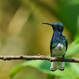 White-Necked Jacobin - El Oro - 09112022 - 12- DN.jpg