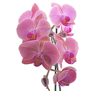 Orchid.jpg