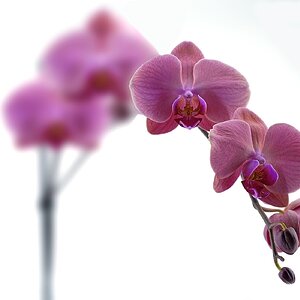 Orchid 2.jpg