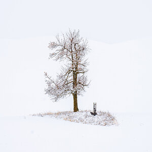 Lone Tree in the Snow