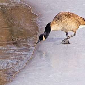 At the Water's Edge.jpg