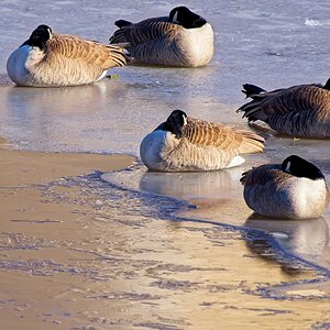 Naptime on the Ice.jpg