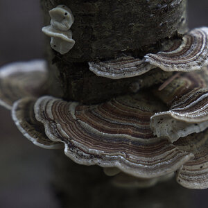 Turkey Tail.jpg