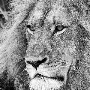 Lion BW - Karongwe - 11112017 - 02.jpg