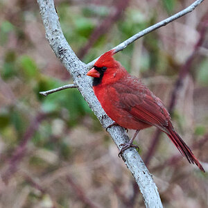 Northern Cardinal  - BCSP TB - 01182025 - 01.jpg