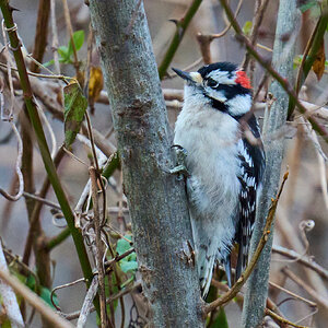 Downy Woodpecker - BCSP TB - 01182025 - 01.jpg