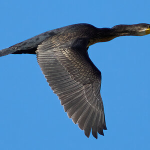 cormorant 2024 24.jpg