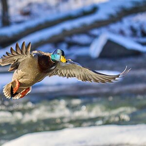 Mallard - Brandywine Park - 01202025 - 09 - DN.jpg