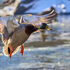 Mallard - Brandywine Park - 01202025 - 03 - DN.jpg