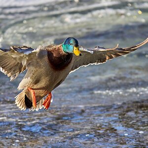 Mallard - Brandywine Park - 01202025 - 12 - DN.jpg