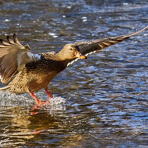 Mallard - Brandywine Park - 01202025 - 18 - DN.jpg