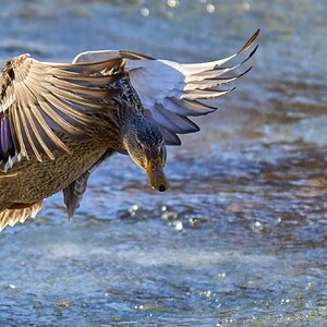 Mallard - Brandywine Park - 01202025 - 21 - DN.jpg