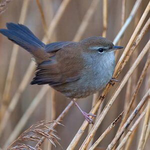 DSC06160 - Cetti's Warbler.jpeg