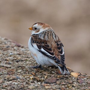 DSC06924 - Snow Bunting.jpeg