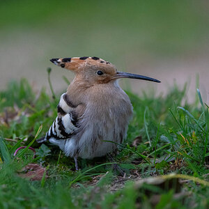 Hoopoe.jpg