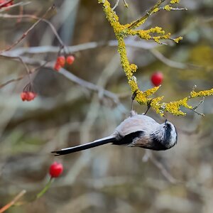 long tailed tit 2024 10.jpg