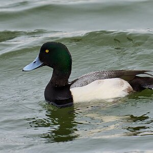 Greater Scaup - Barnegat - 01262025 - 01 - DN.jpg