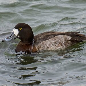 Greater Scaup - Barnegat - 01262025 - 02 - DN.jpg