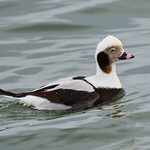 Long-Tailed Duck - Barnegat - 01262025 - 01 - DN.jpg