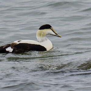 Common Eider - Barnegat - 01262025 - 01 - DN.jpg