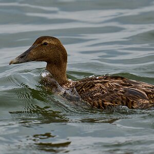 Common Eider - Barnegat - 01262025 - 02 - DN.jpg