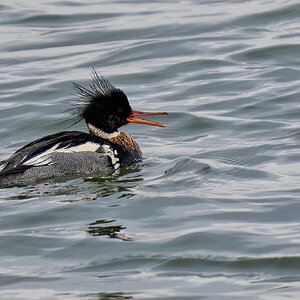 Red-Breasted Merganser - Barnegat - 01262025 - 01 - DN.jpg