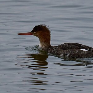 Red-Breasted Merganser - Barnegat - 01262025 - 02 - DN.jpg