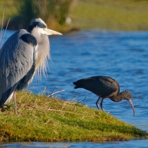 DSC07282 - Glossy Ibis & Grey Heron.jpeg