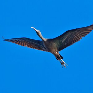 DSC07519 - Glossy Ibis.jpeg